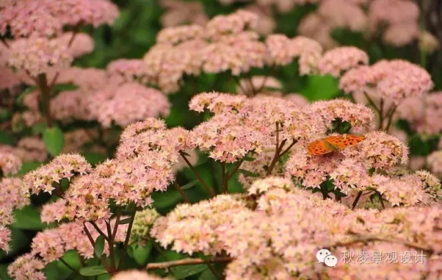 50種常見宿根花卉