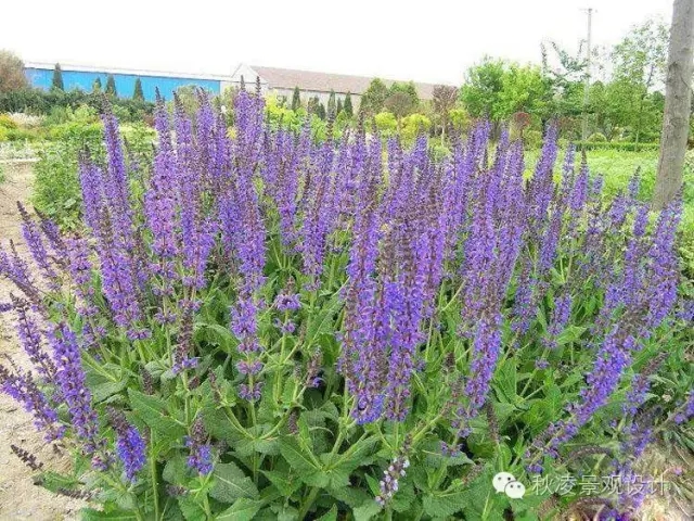 50種常見宿根花卉