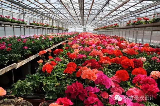 50種常見宿根花卉