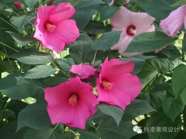 50種常見宿根花卉