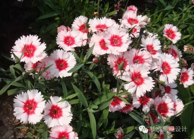 50種常見宿根花卉