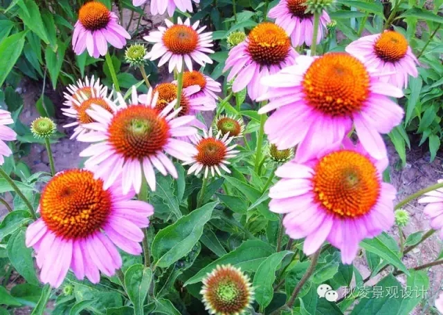 50種常見宿根花卉