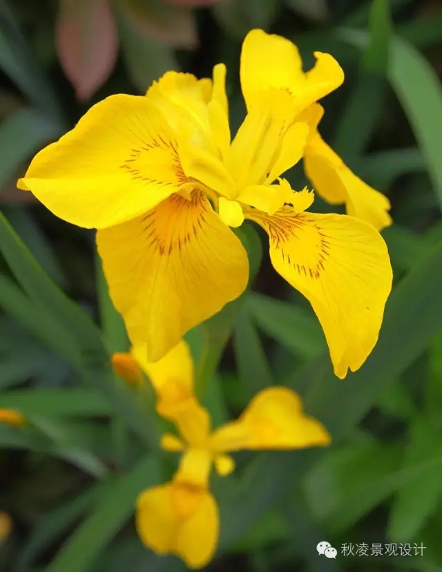 50種常見宿根花卉