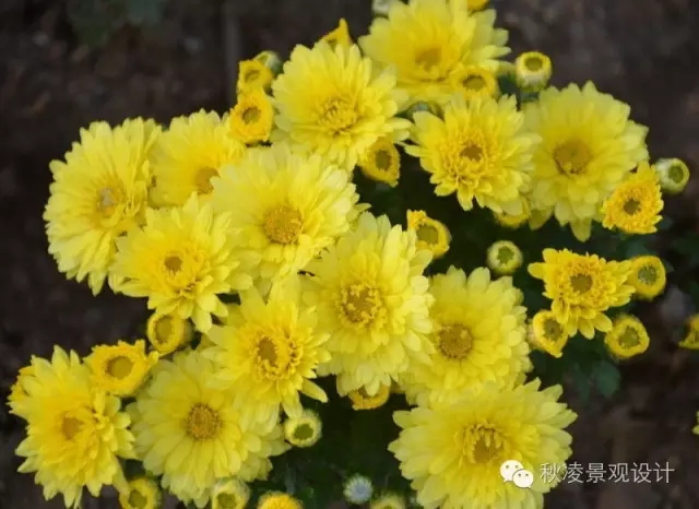 50種常見宿根花卉