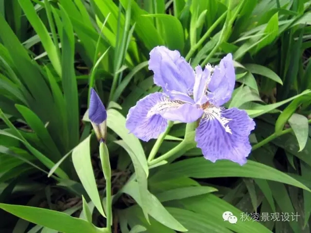 50種常見宿根花卉