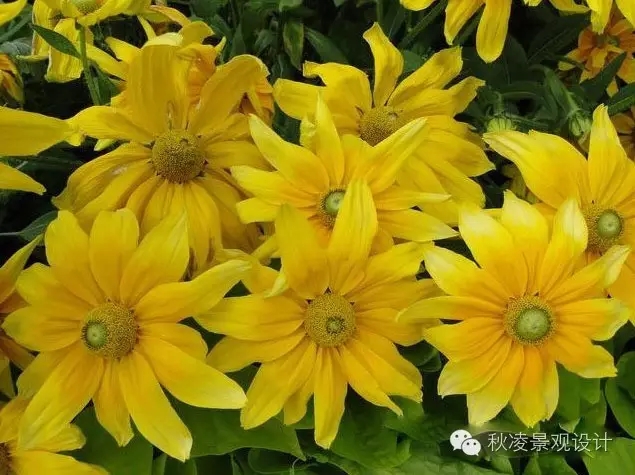 50種常見宿根花卉