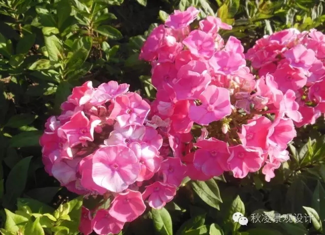 50種常見宿根花卉