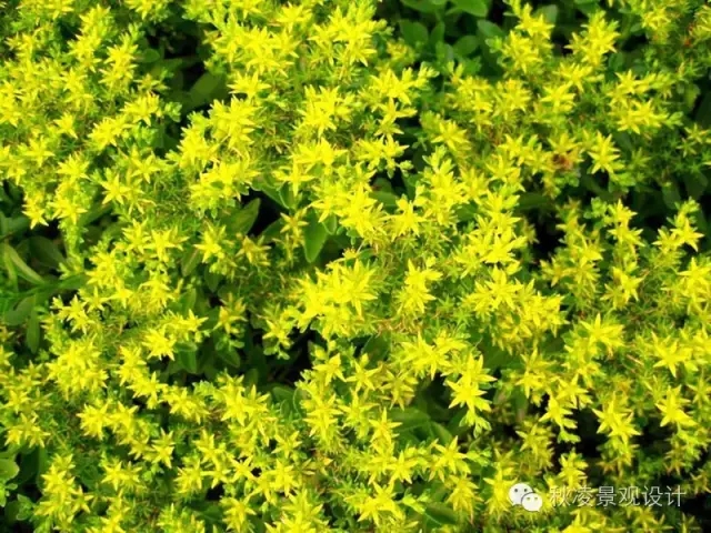 50種常見宿根花卉