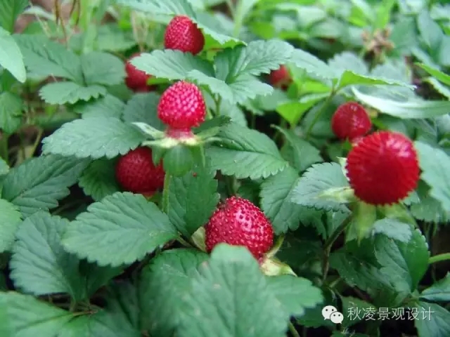 50種常見宿根花卉