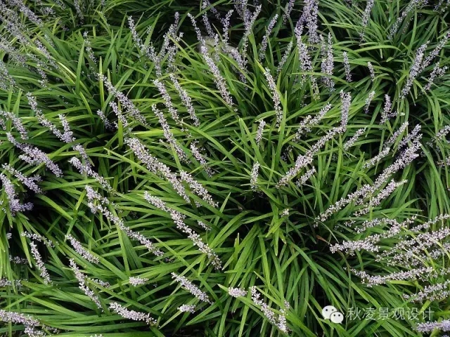 50種常見宿根花卉