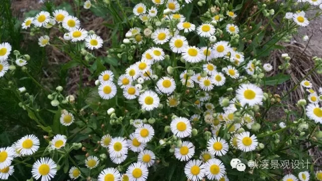 50種常見宿根花卉