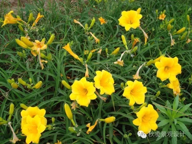 50種常見宿根花卉