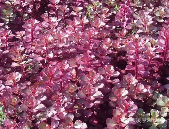 50種常見宿根花卉