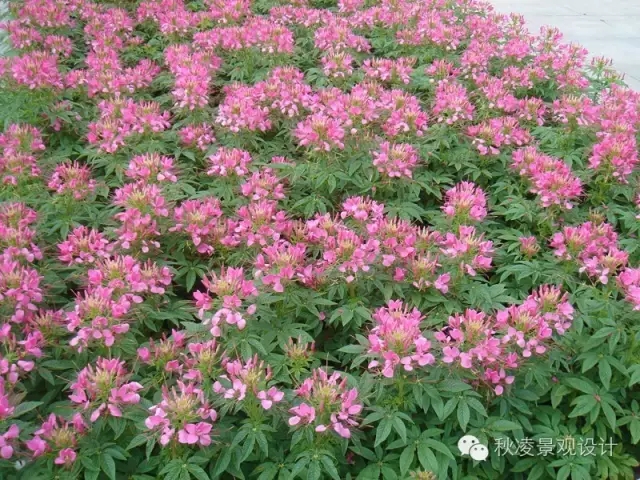 50種常見宿根花卉