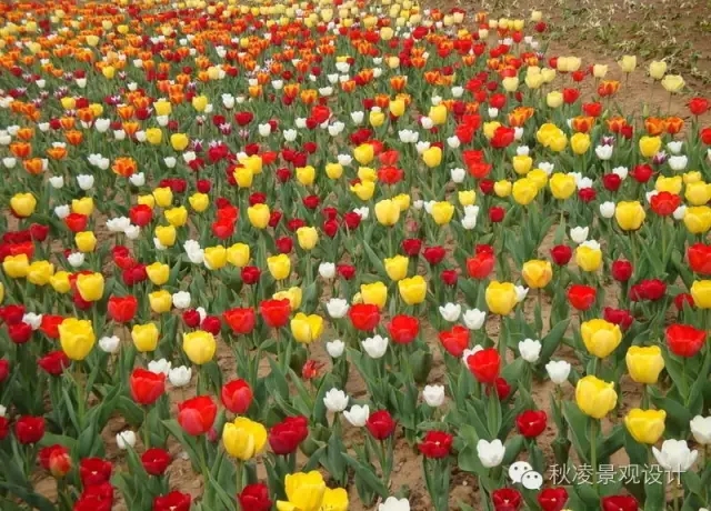 50種常見宿根花卉