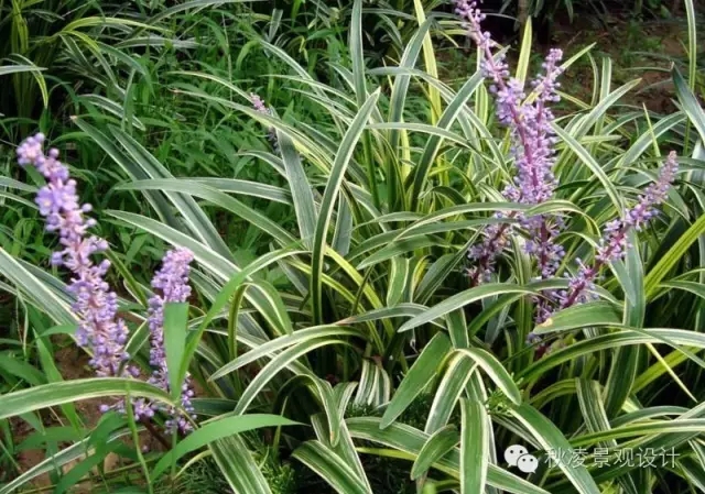 50種常見宿根花卉