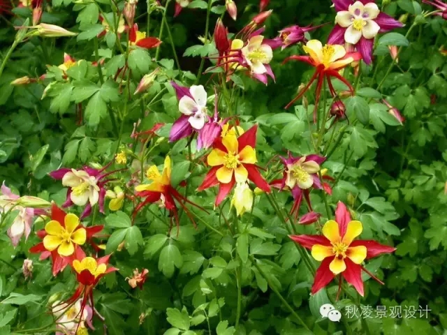 50種常見宿根花卉