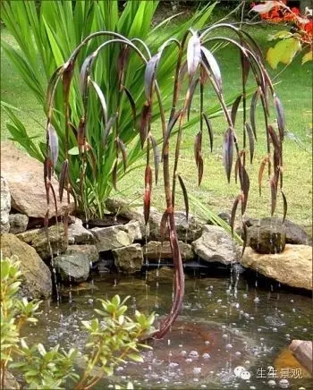 最全小水景小品組圖不容錯過!