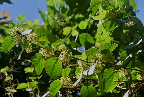 能夠抑制甜味的植物——寬葉匙羹藤