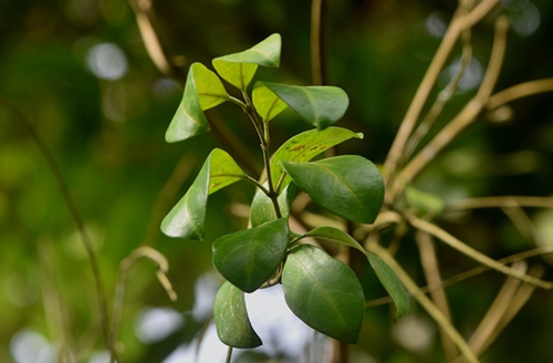 能夠抑制甜味的植物——寬葉匙羹藤
