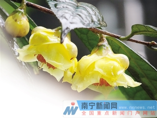 首批國家花卉種質資源庫確定 南寧兩處資源庫入選