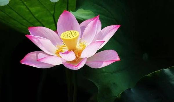 西湖邊上靈動(dòng)的中國(guó)古典園林