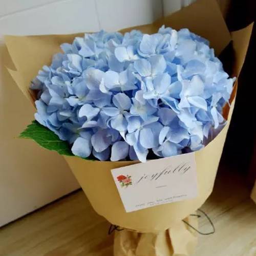 請(qǐng)您欣賞:美麗的球形花卉