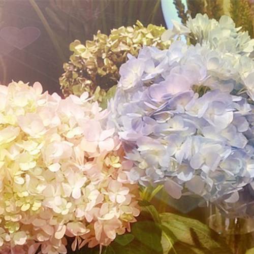 請(qǐng)您欣賞:美麗的球形花卉