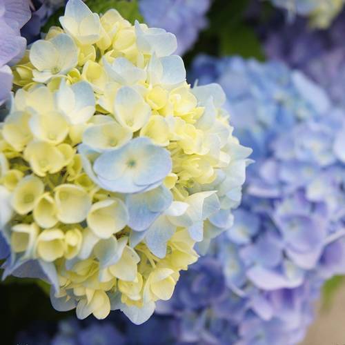 請(qǐng)您欣賞：美麗的球形花卉