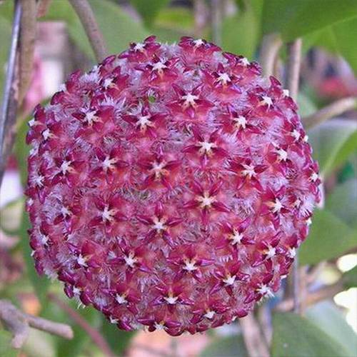 請您欣賞：美麗的球形花卉