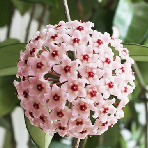 請您欣賞:美麗的球形花卉