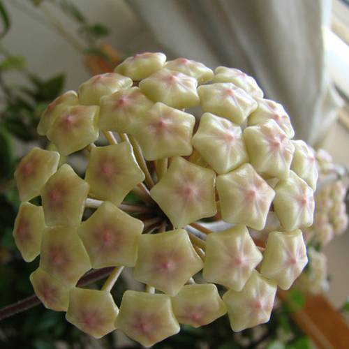 請您欣賞：美麗的球形花卉