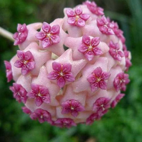 請您欣賞：美麗的球形花卉