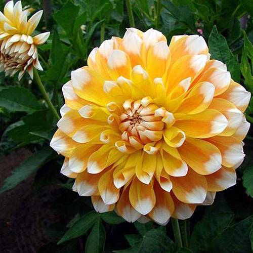 請您欣賞:美麗的球形花卉