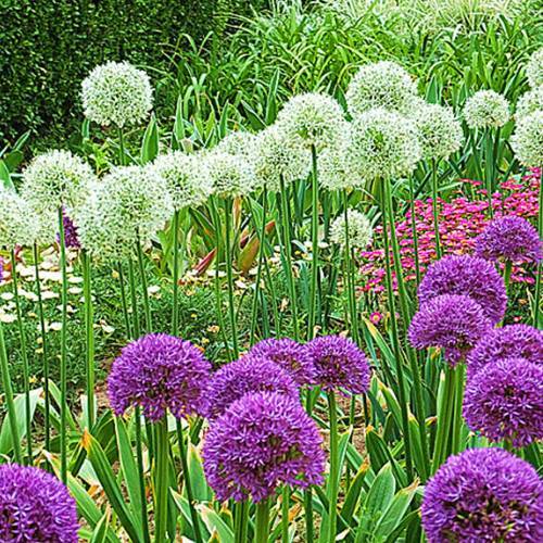 請您欣賞：美麗的球形花卉