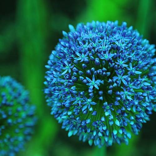 請您欣賞：美麗的球形花卉