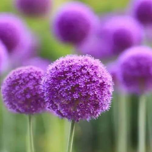 請您欣賞:美麗的球形花卉