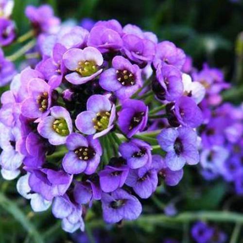 請您欣賞：美麗的球形花卉