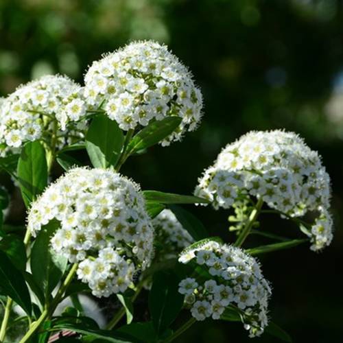 請您欣賞：美麗的球形花卉