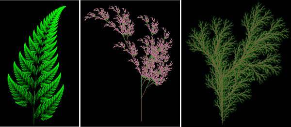 15張圖片展示植物中的數學