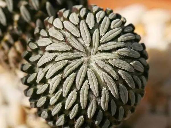 15張圖片展示植物中的數學