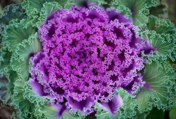 15張圖片展示植物中的數學