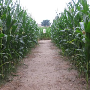 意大利威尼斯一個臨時性的玉米迷宮