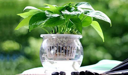 水養花卉和水培花卉是有區別的