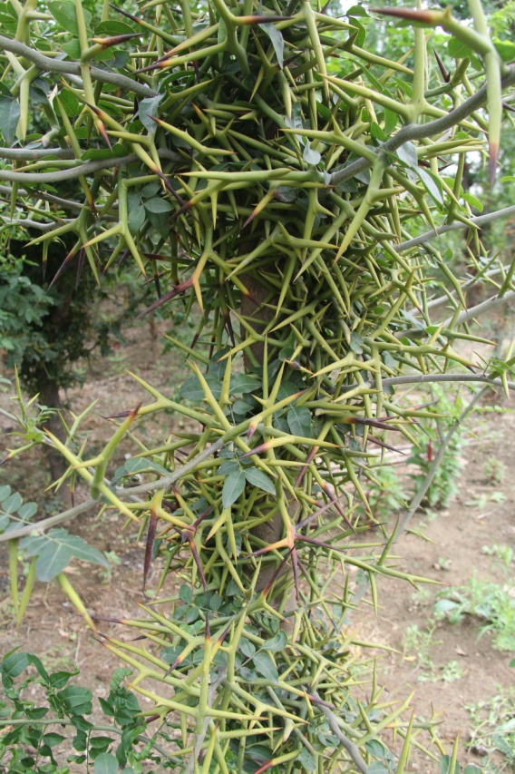 兩個皂莢新品種被授予國家植物新品種權