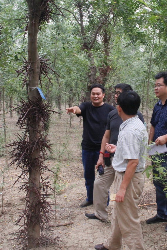 兩個皂莢新品種被授予國家植物新品種權