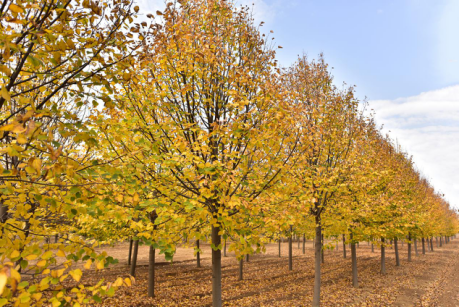 恭賀燕園農業成為中國風景園林網理事單位