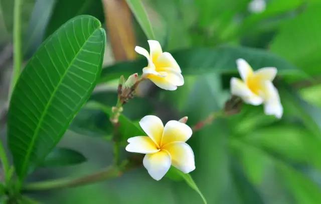 這些以“雞”為名的植物你認(rèn)識幾個(gè)？