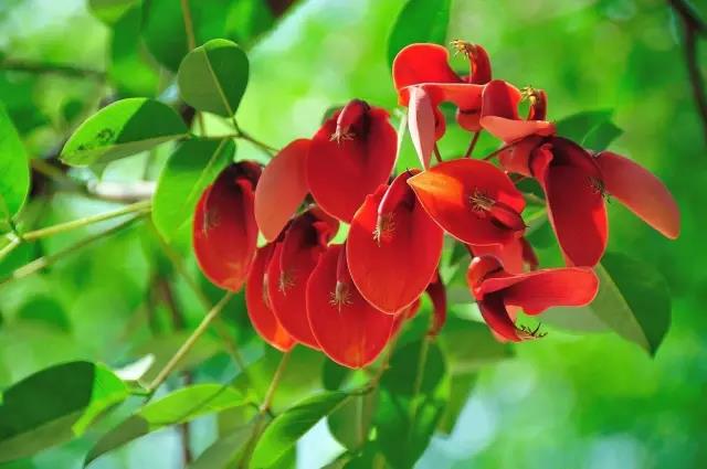 這些以“雞”為名的植物你認(rèn)識幾個(gè)？