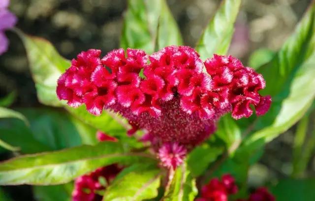 這些以“雞”為名的植物你認(rèn)識幾個(gè)？